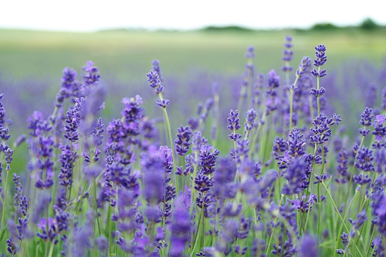 lavender field lavender purple free photo