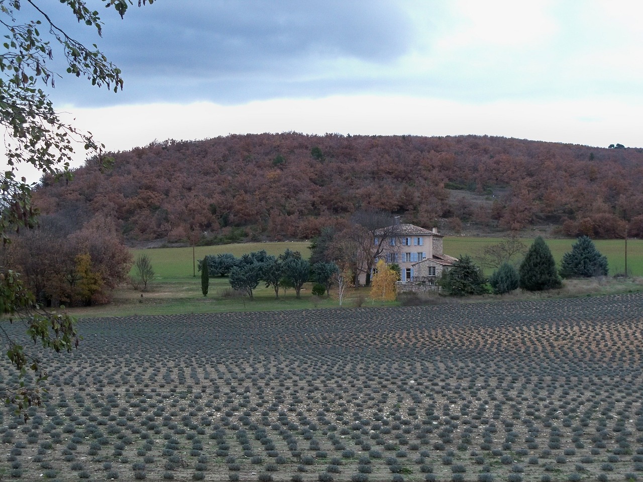 lavender field house farm free photo