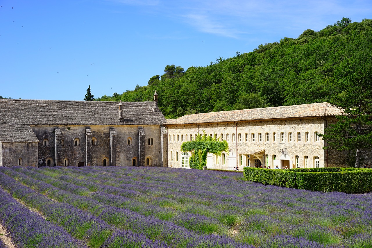 lavender field field abbaye de sénanque free photo
