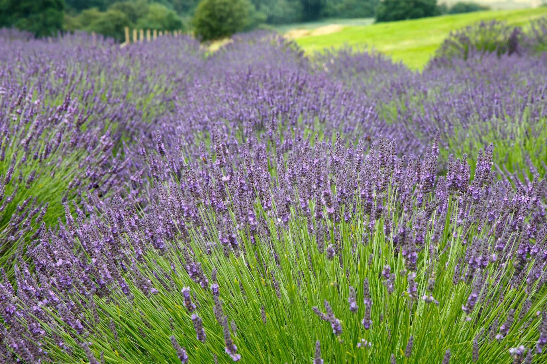 lavender field lavender field free photo