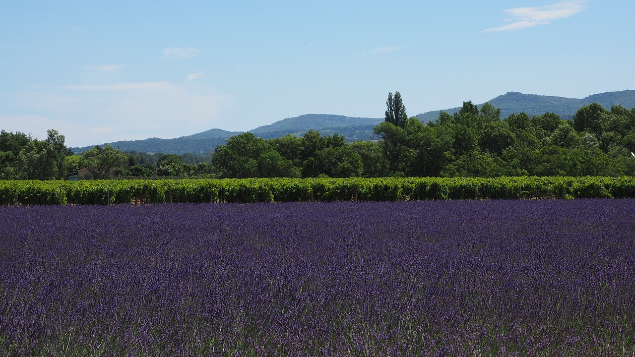 lavender field lavender lavender cultivation free photo