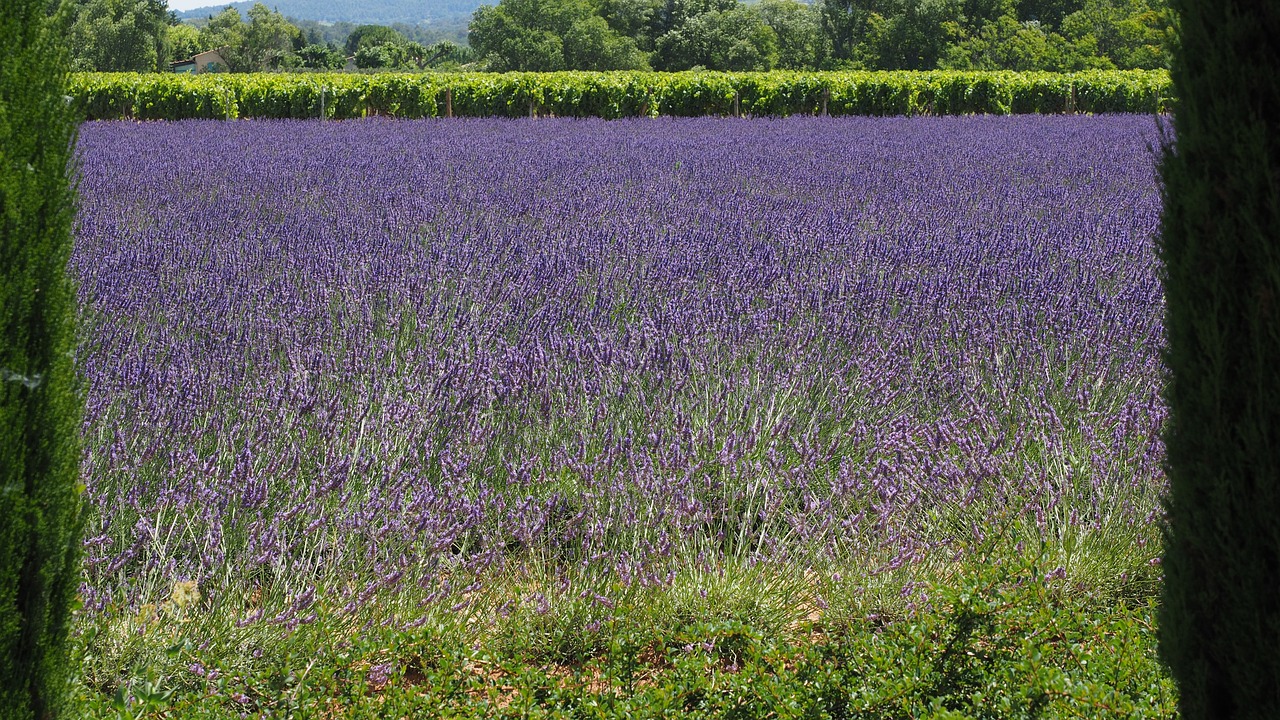 lavender field lavender lavender cultivation free photo