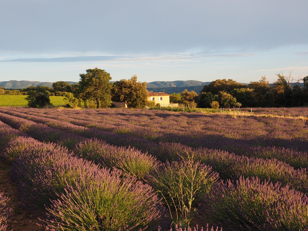 lavender field lavender evening sun free photo