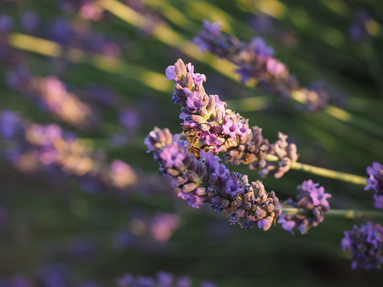 lavender field lavender evening sun free photo