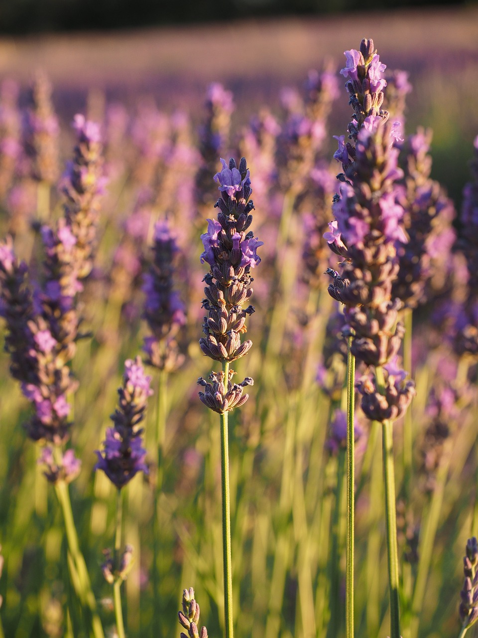 lavender field lavender evening sun free photo