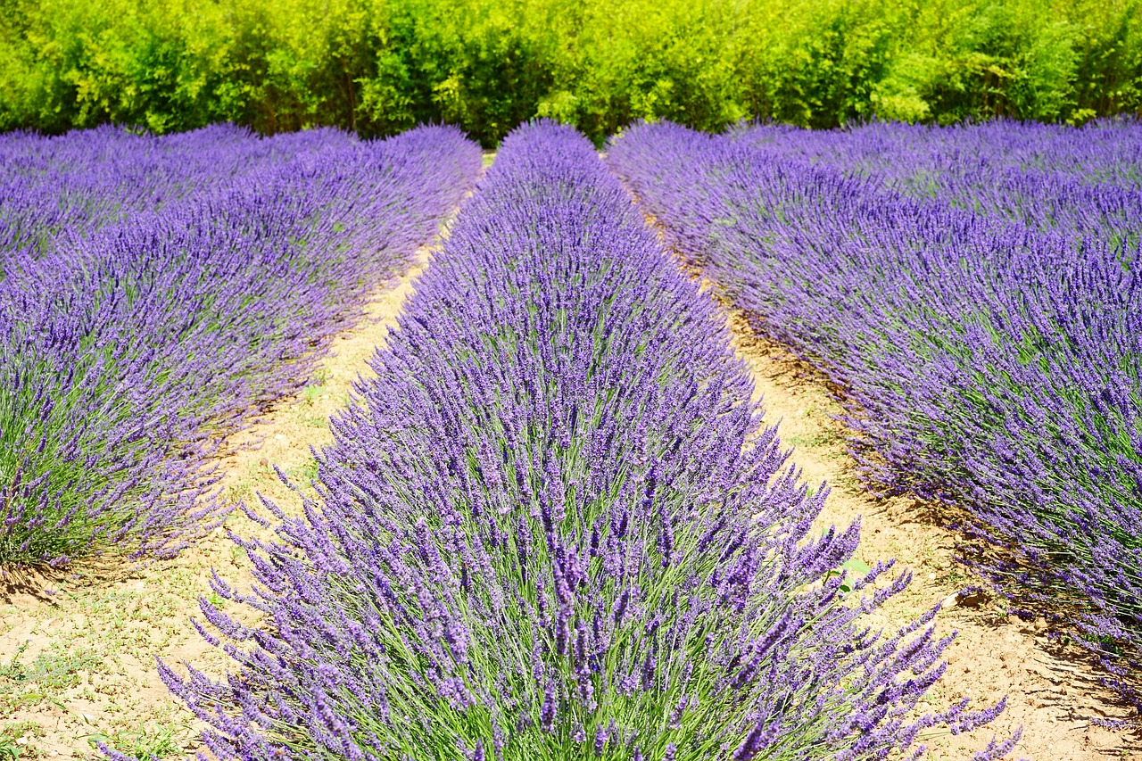 lavender field lavender cultivation agricultural economics free photo