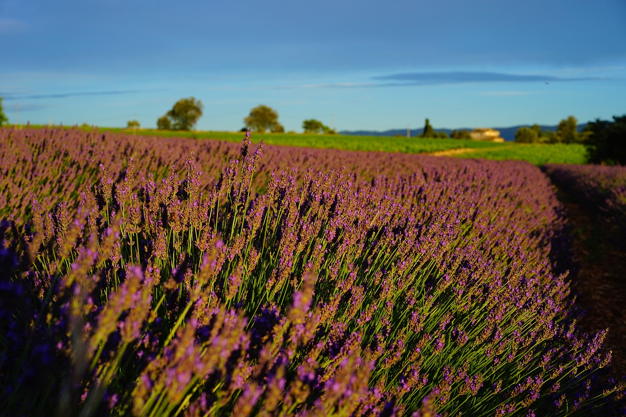 lavender field evening light evening free photo