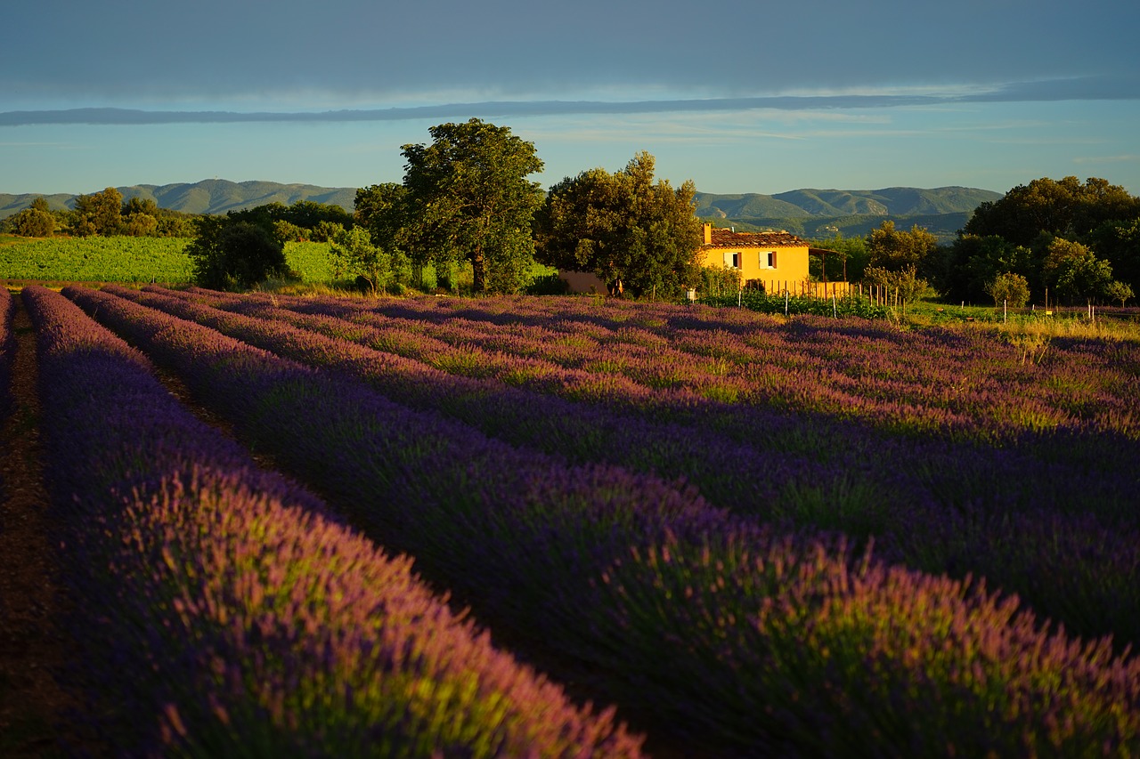 lavender field evening light evening free photo