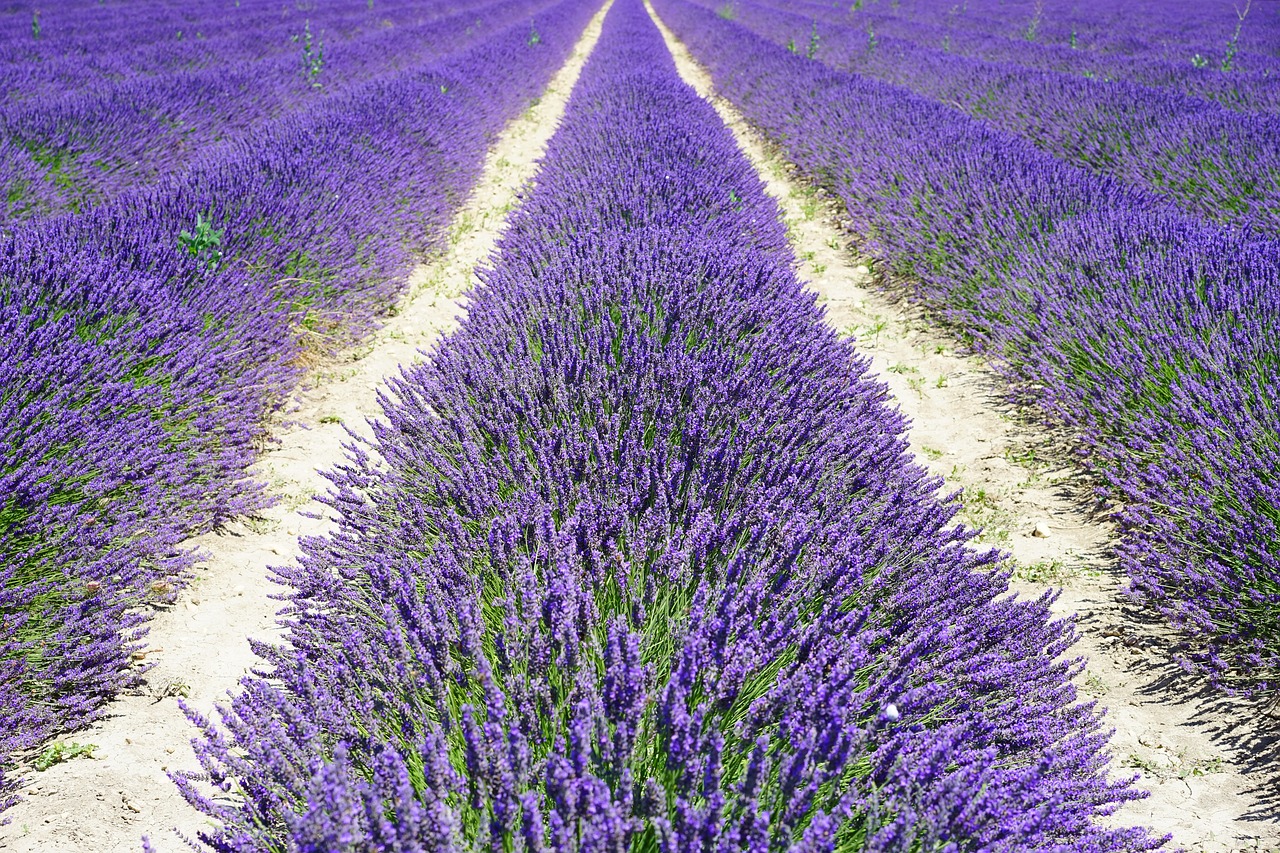 lavender field lane away free photo