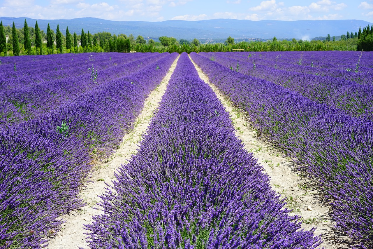 lavender field lane away free photo