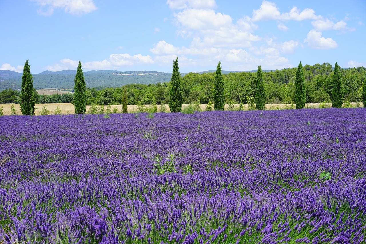 lavender field cypress avenue free photo