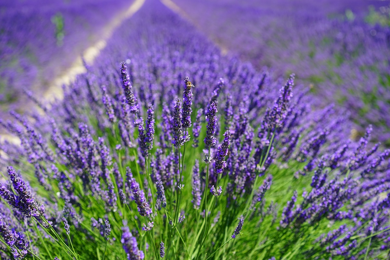 lavender field flowers purple free photo