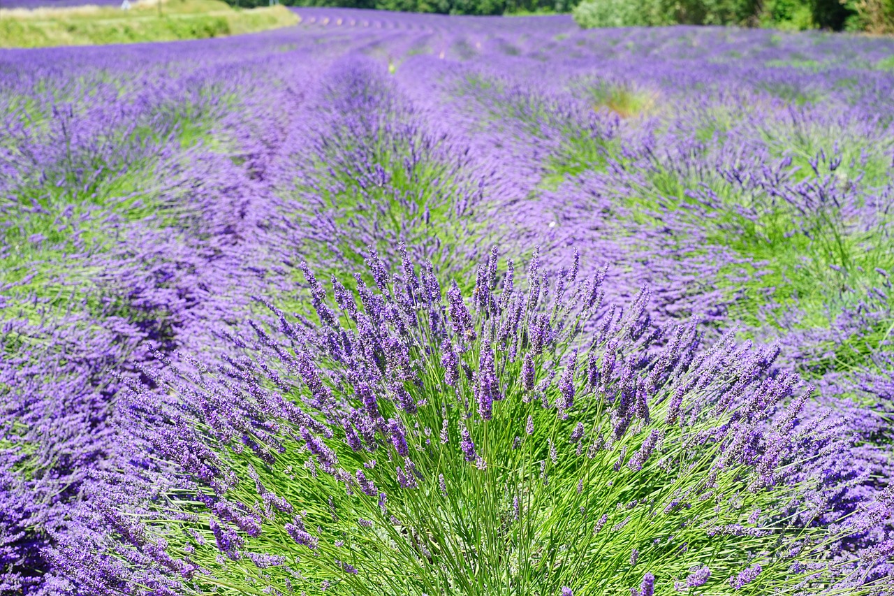 lavender field flowers purple free photo
