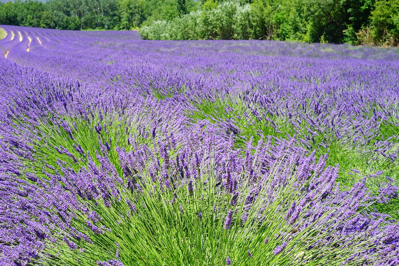 lavender field flowers purple free photo