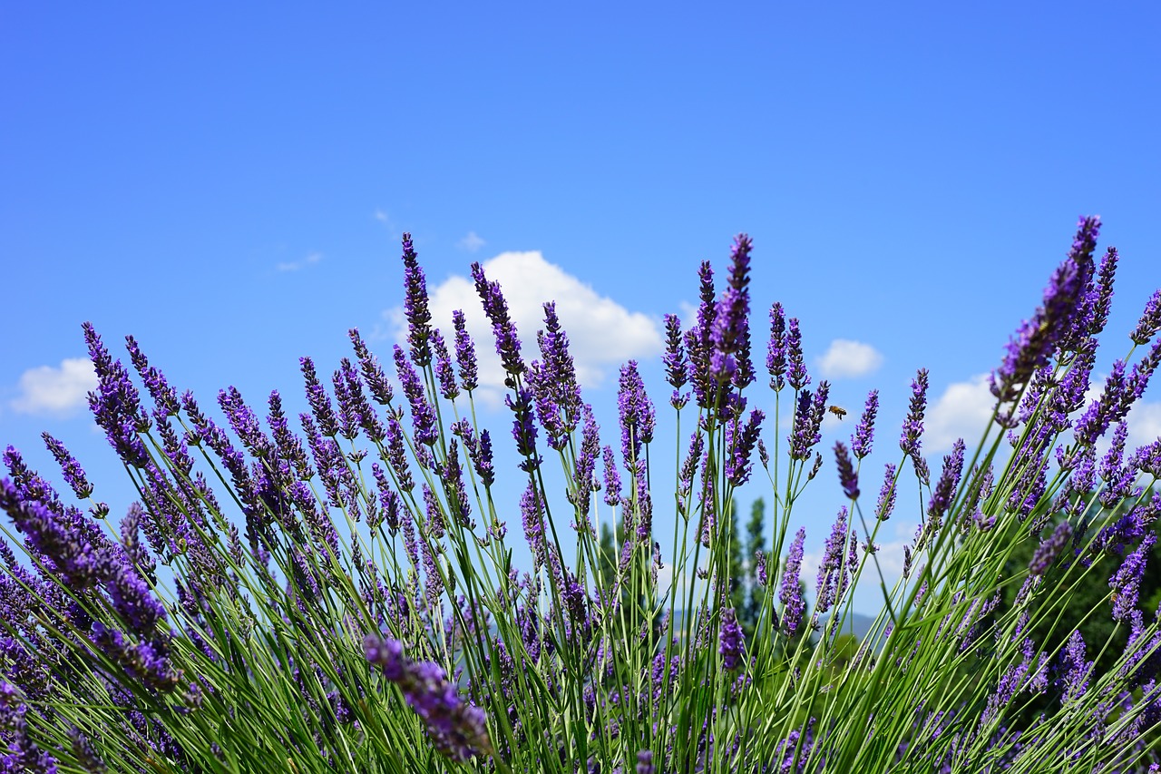 lavender field flowers purple free photo