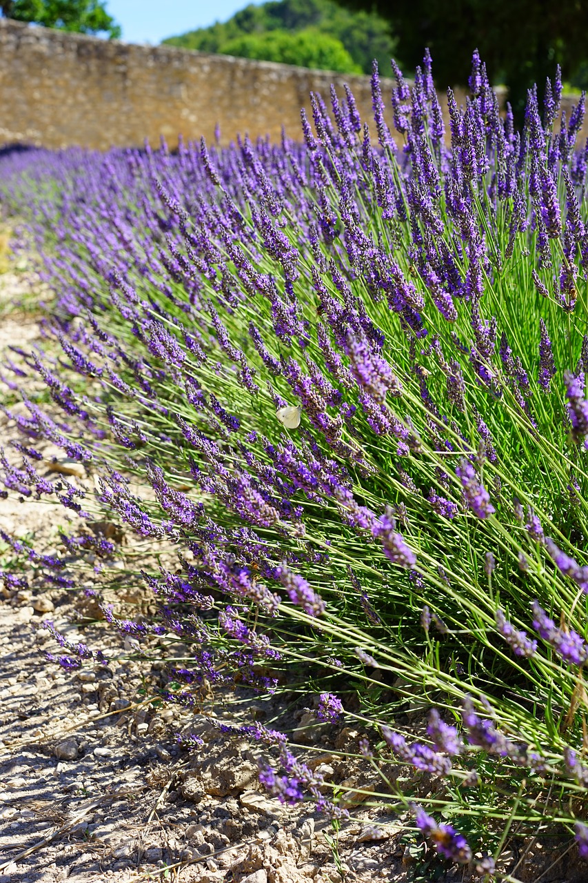 lavender field flowers purple free photo