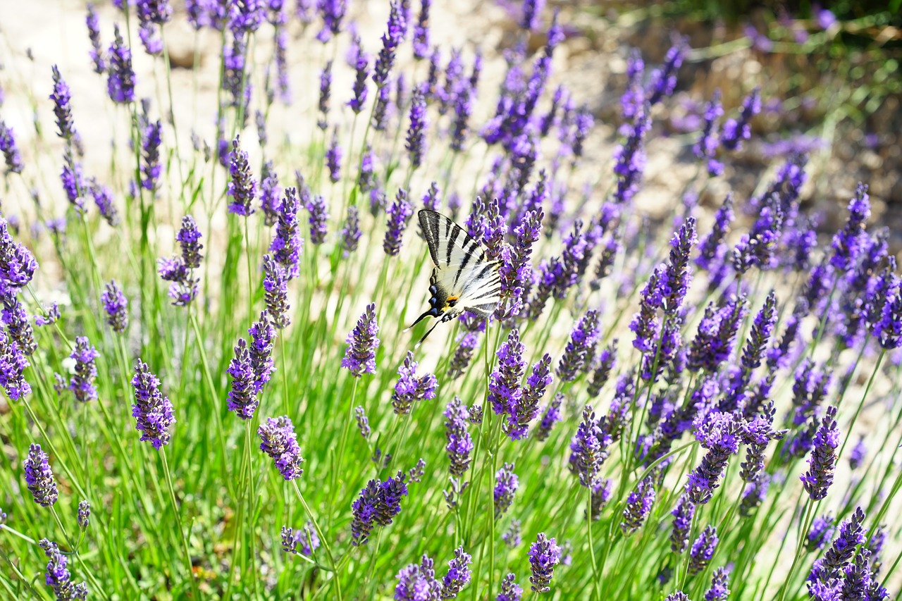 lavender field flowers purple free photo