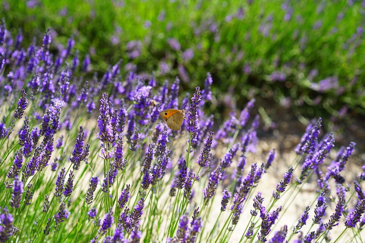 lavender field flowers purple free photo