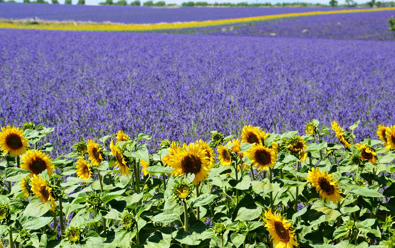 lavender field sunflower valensole free photo