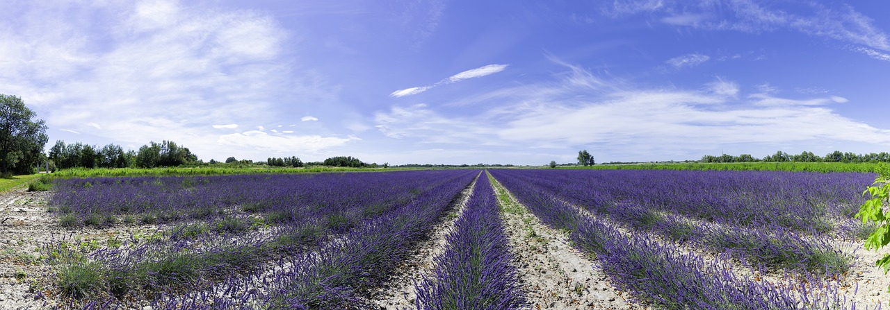 lavender field  lavender  provence free photo