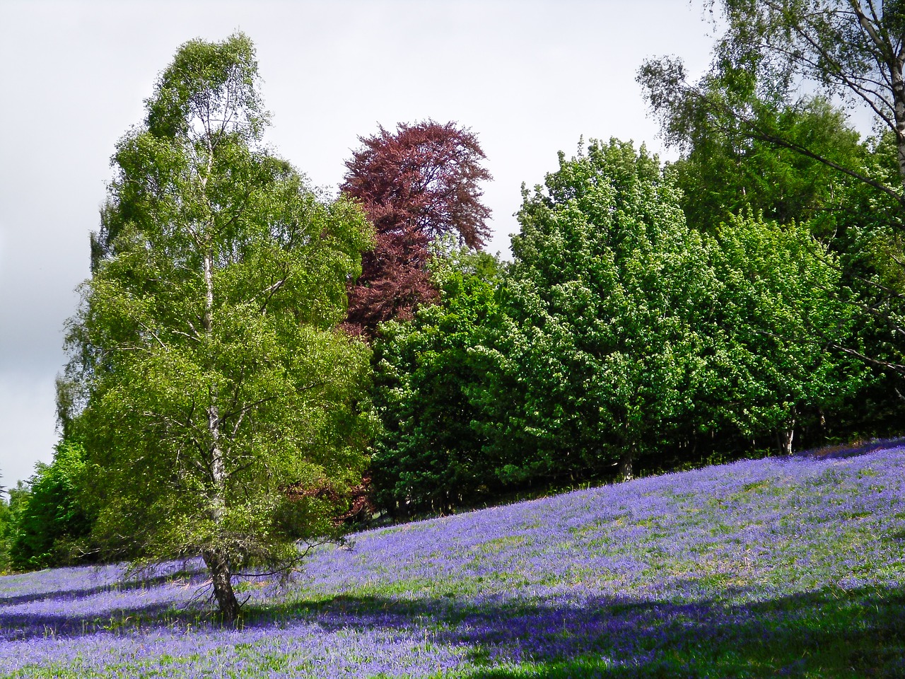 lavender field dunkeld scotland wild lavender flowers free photo