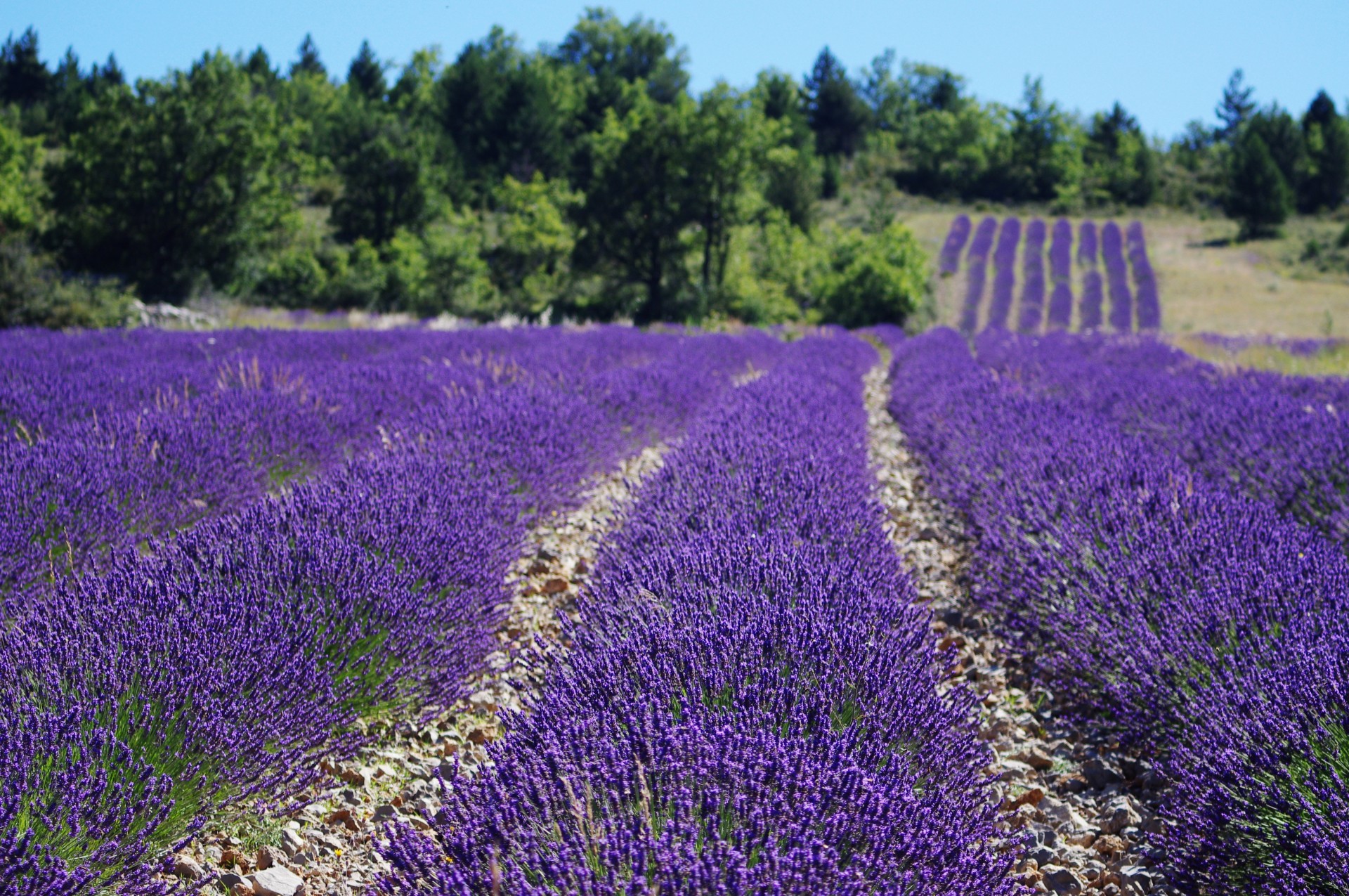 lavender field flowers free photo