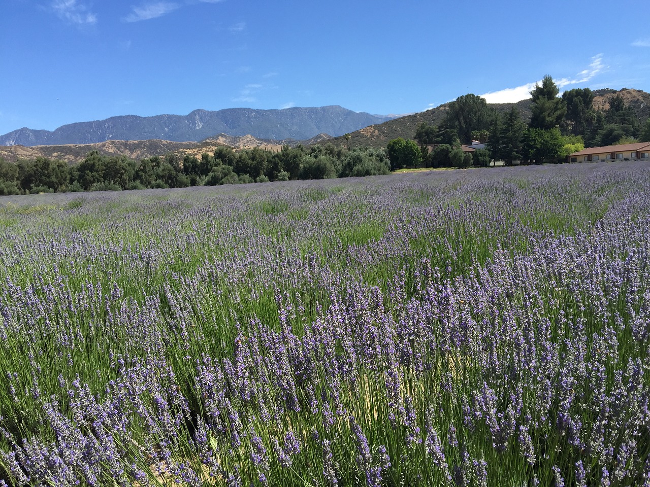 lavender fields california mountains free photo