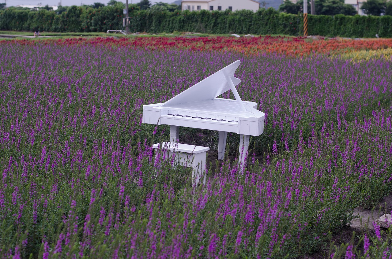lavender fields with white piano a sea of lavender flowers purple color free photo