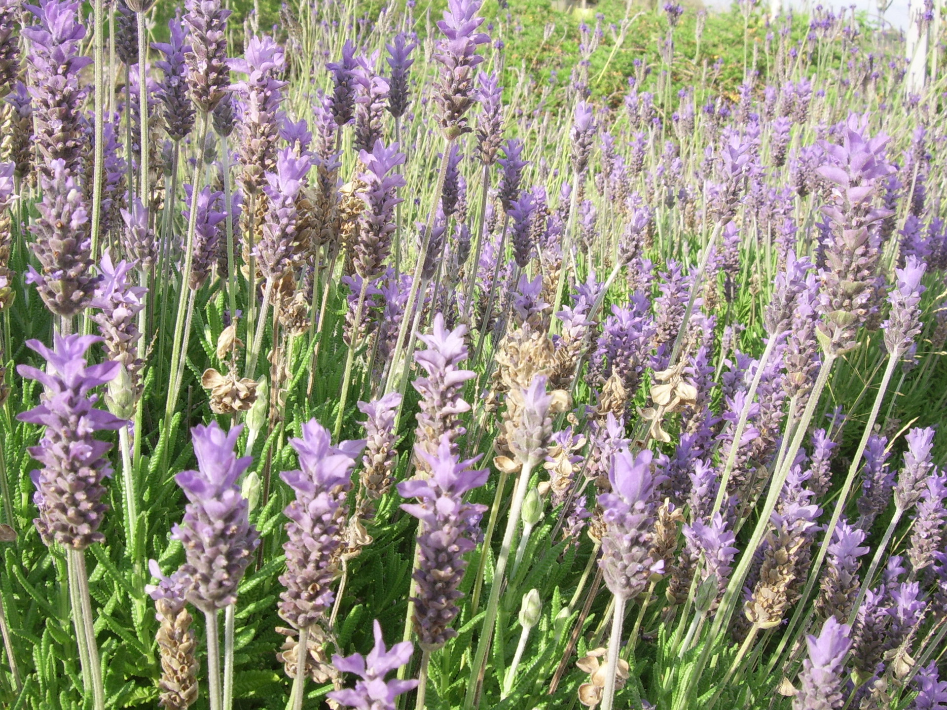 lavender fields flowers free photo