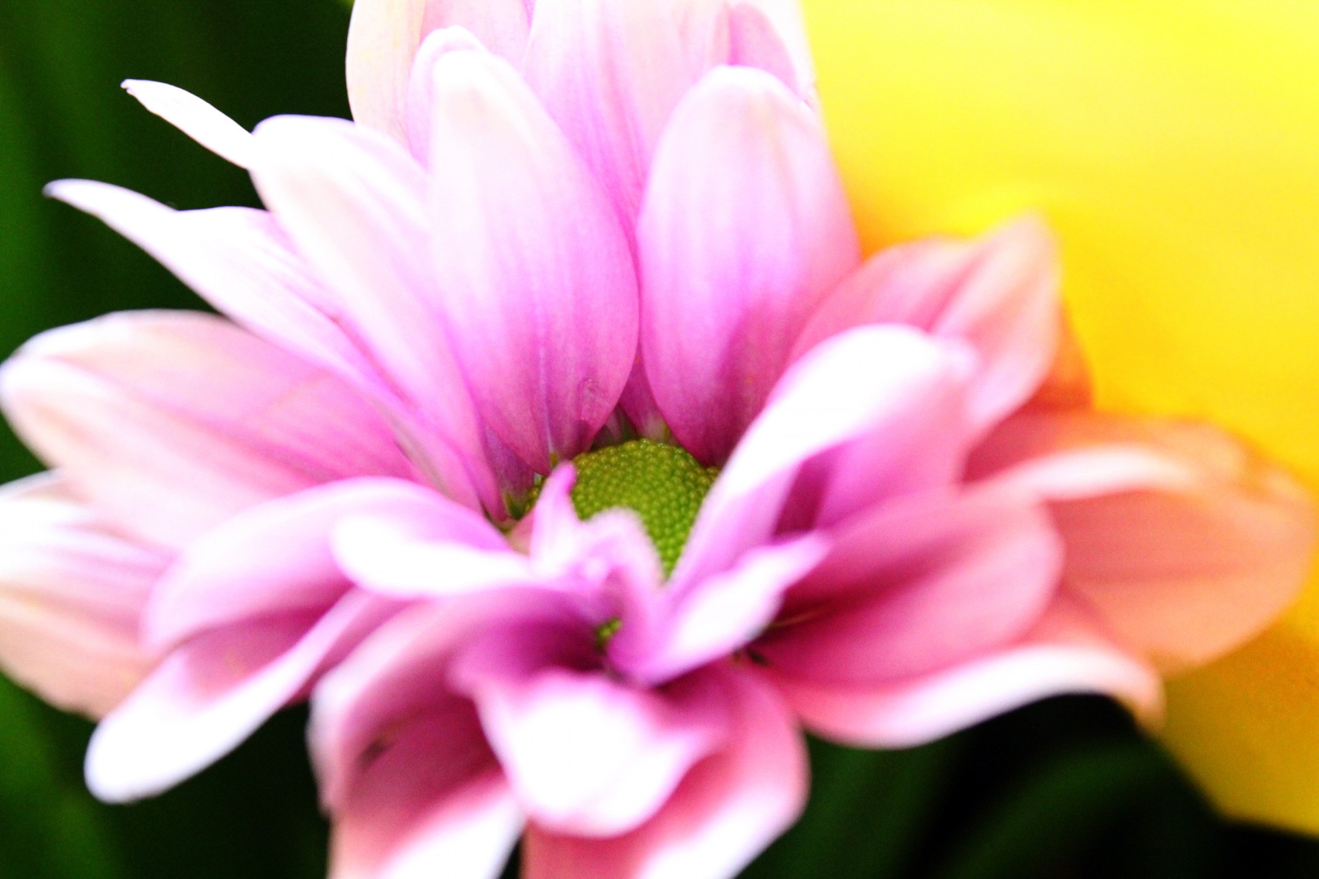 flower flowers lavender flower free photo