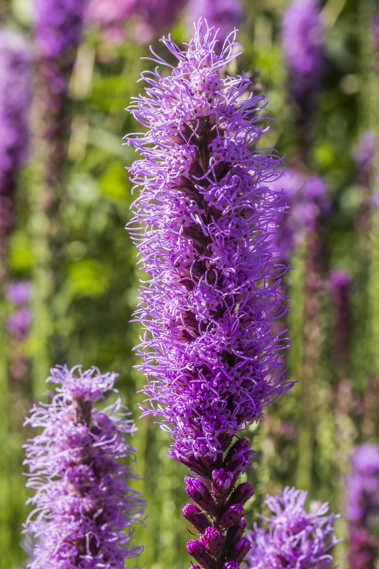 flower bloom blooming free photo