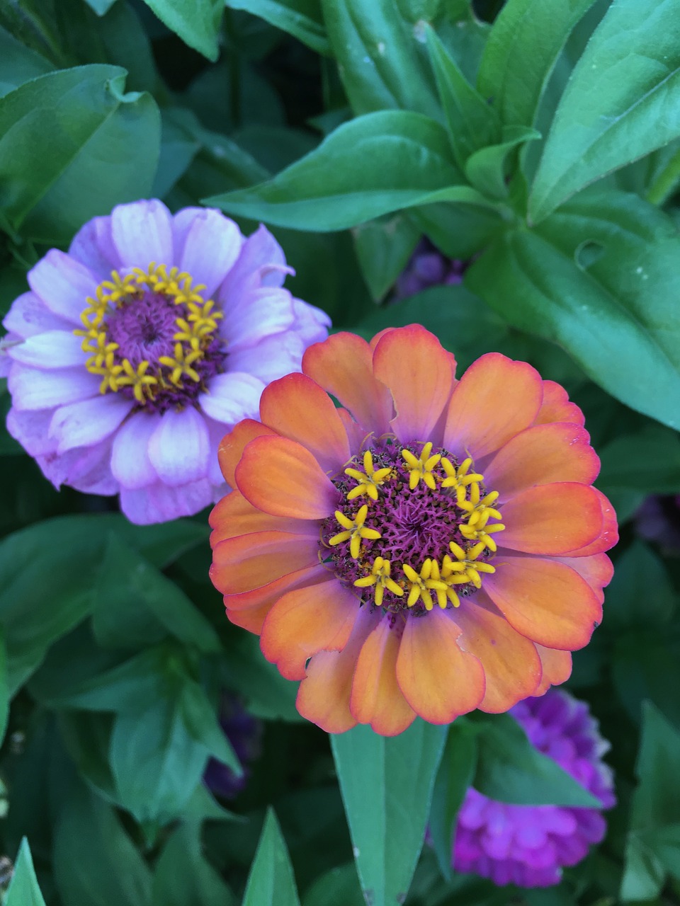 lavender flower orange flower flower free photo