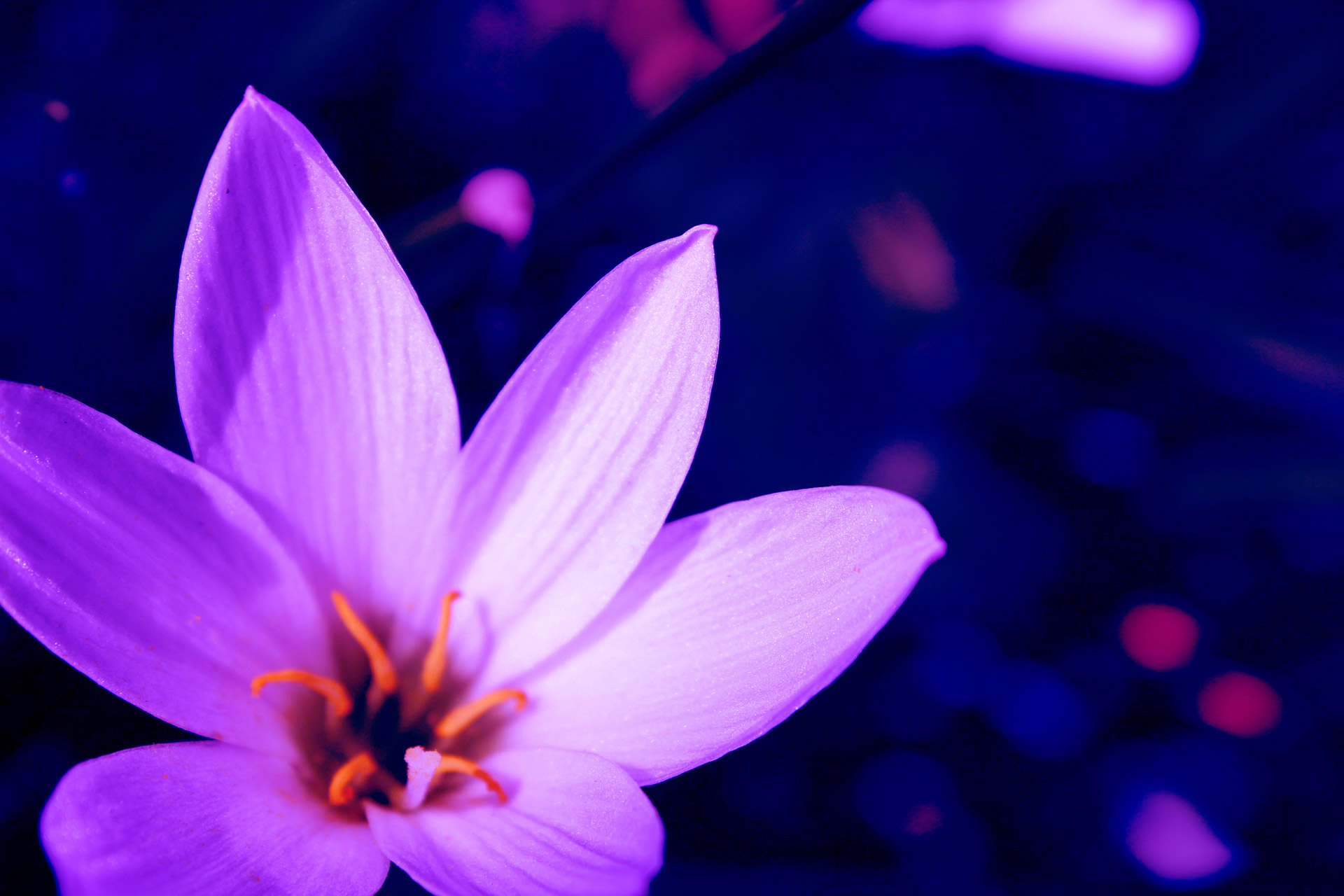 flower petals background free photo