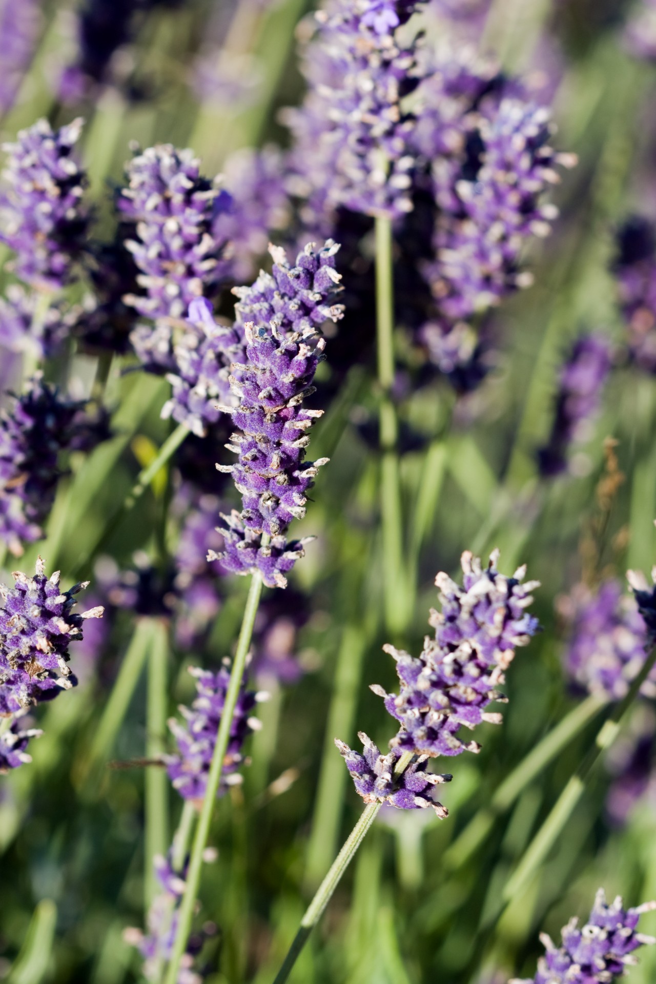 lavender flowers beautiful free photo