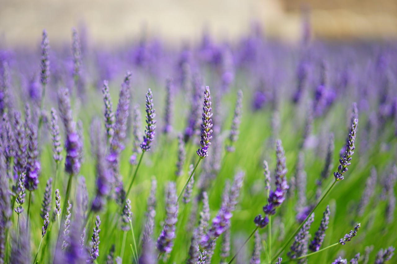 lavender flowers blue flowers free photo