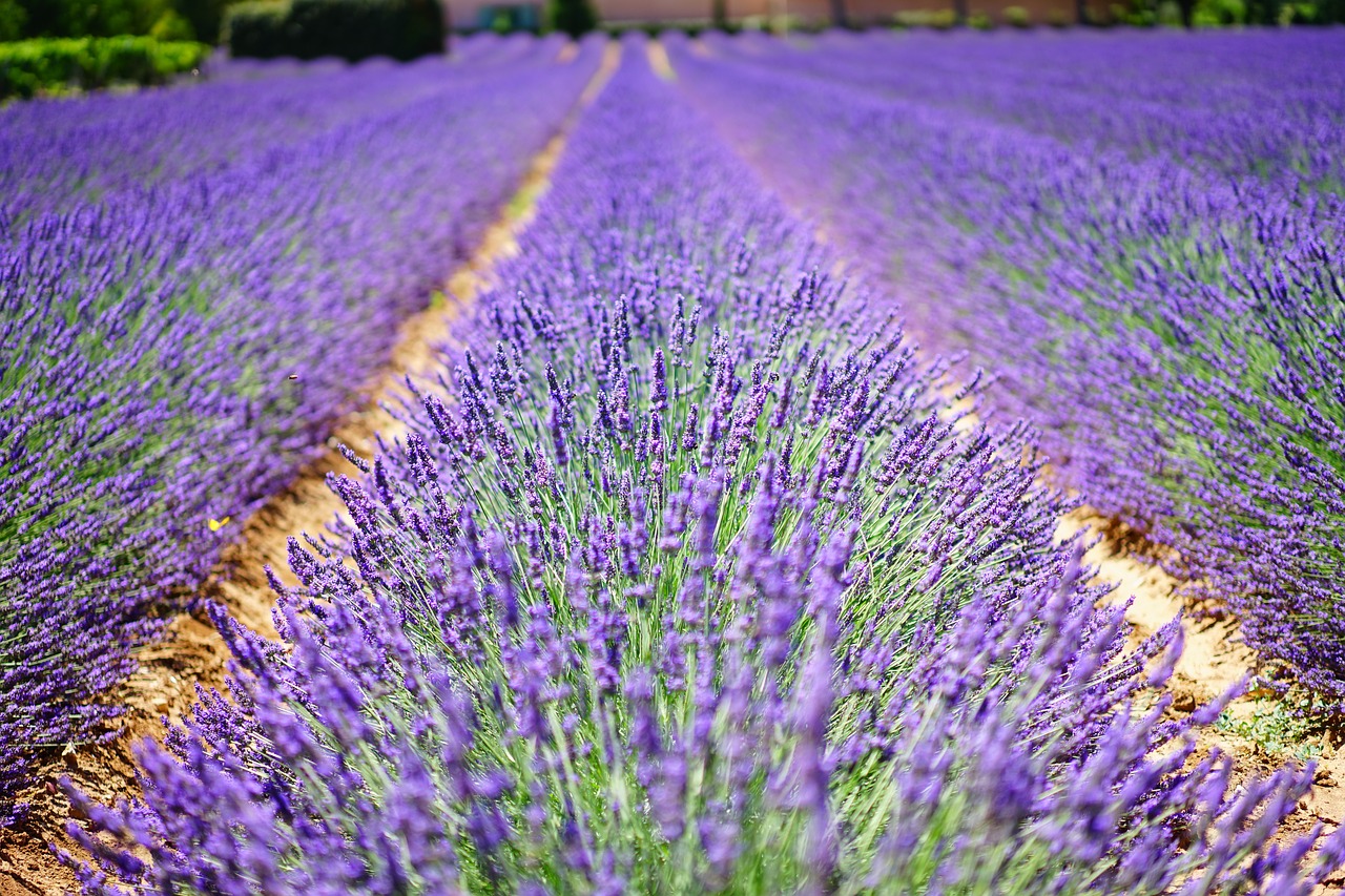 lavender flowers blue flowers free photo