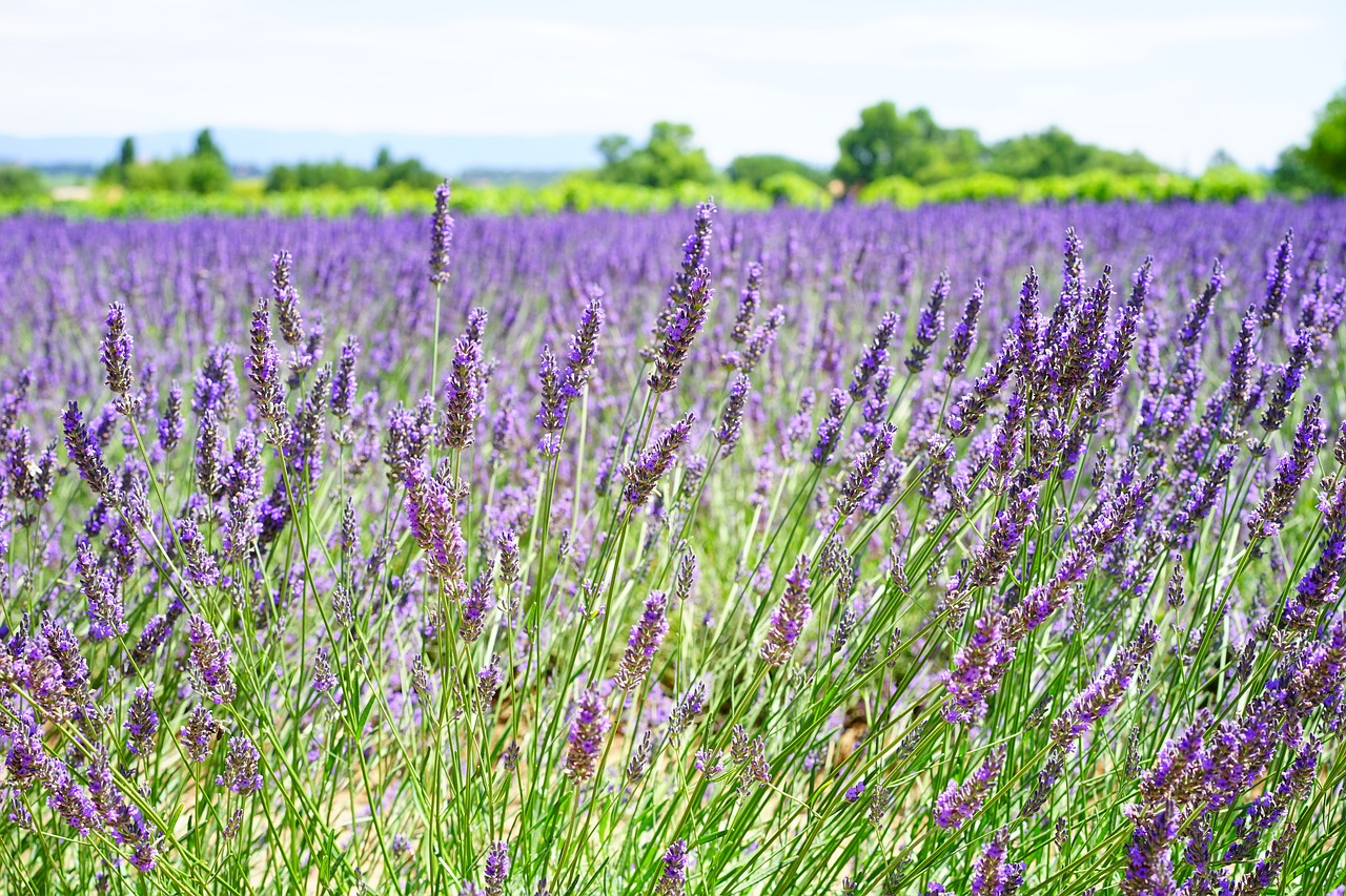 lavender flowers blue flowers free photo