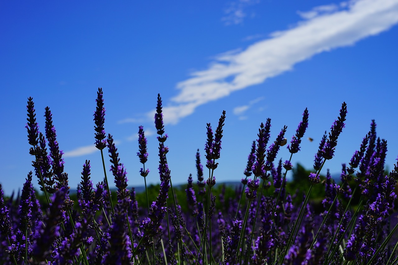 lavender flowers flowers purple free photo