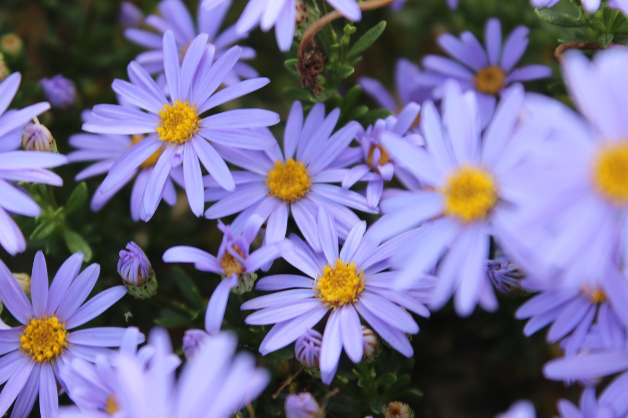 lavender flowers bush of flowers nature free photo