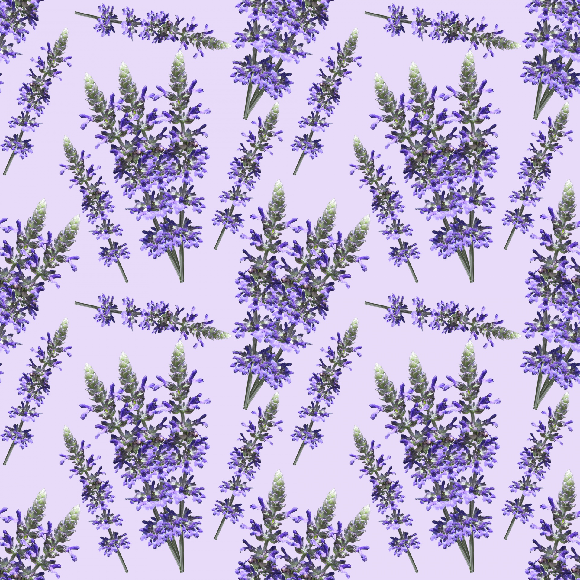 Lavender,flowers,flower,sprigs,background - free image from 