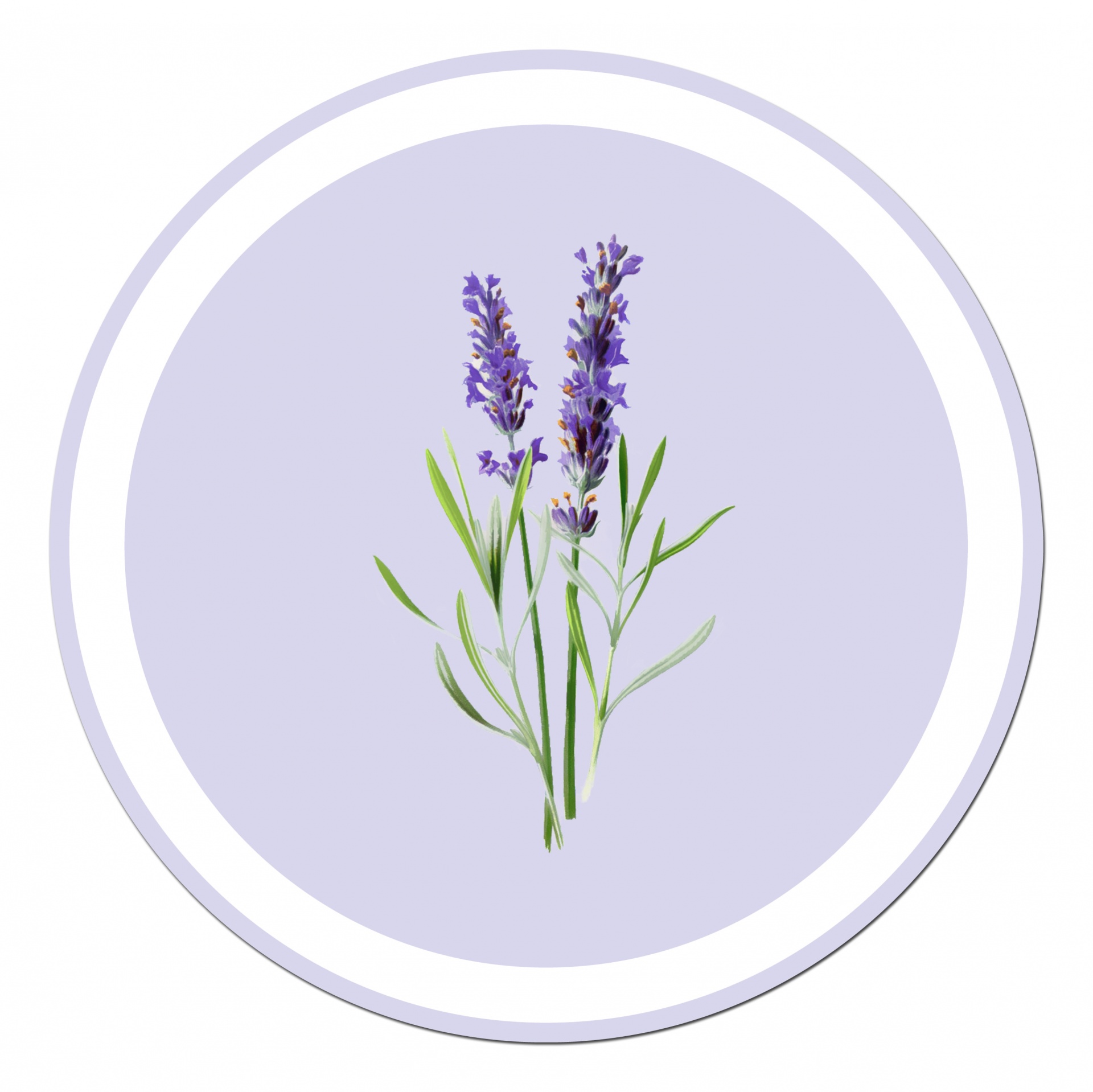 lavender flowers lavender flowers free photo