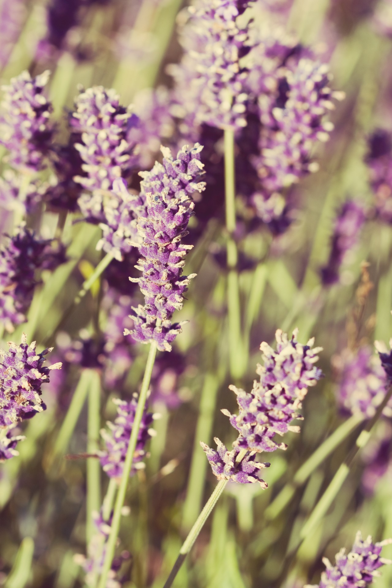 flowers lavender close-up free photo