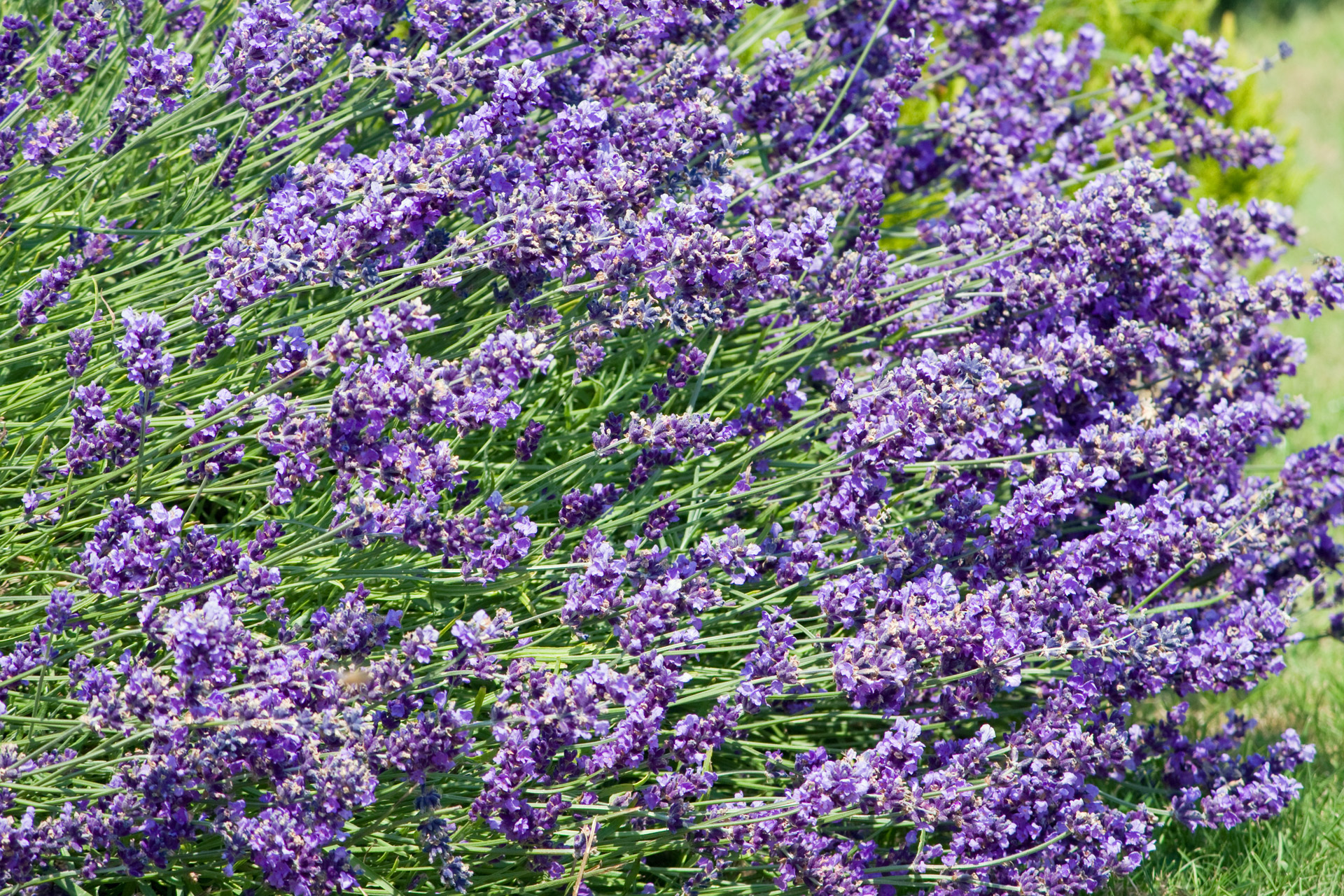 lavender flowers floral free photo