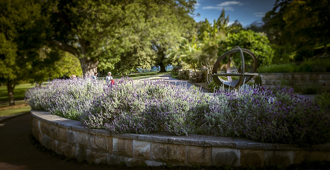 lavender garden therapeutic aromatherapy free photo