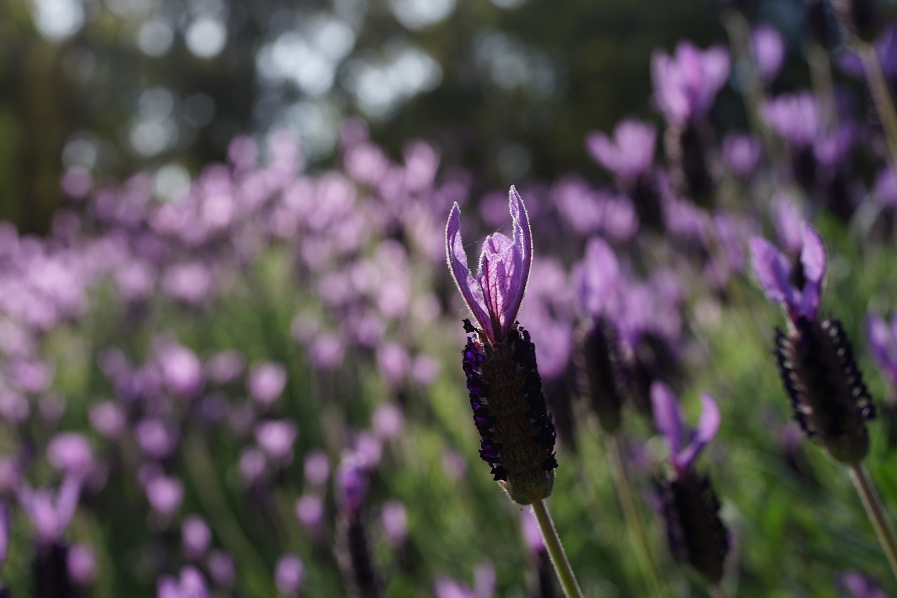 lavender garden field purple free photo