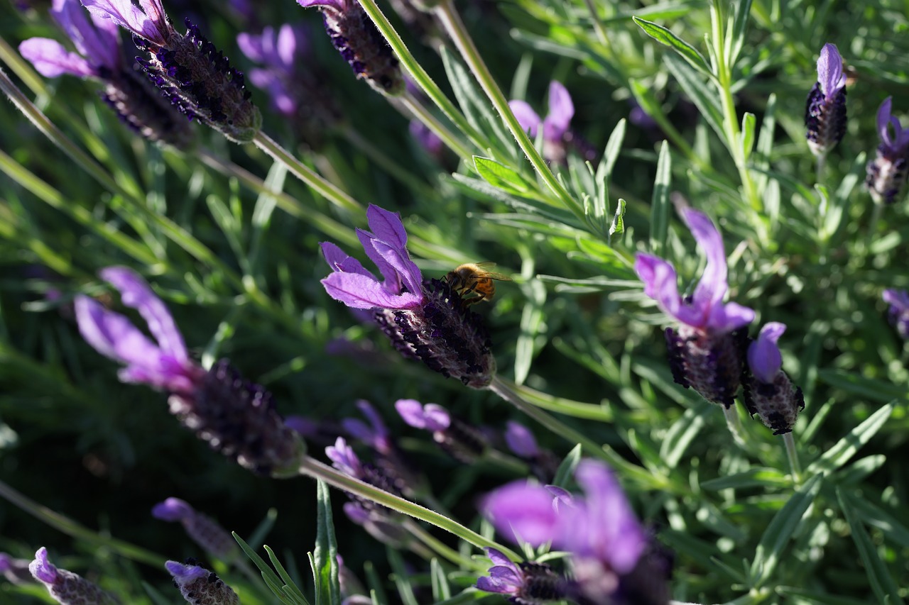 lavender garden field purple free photo