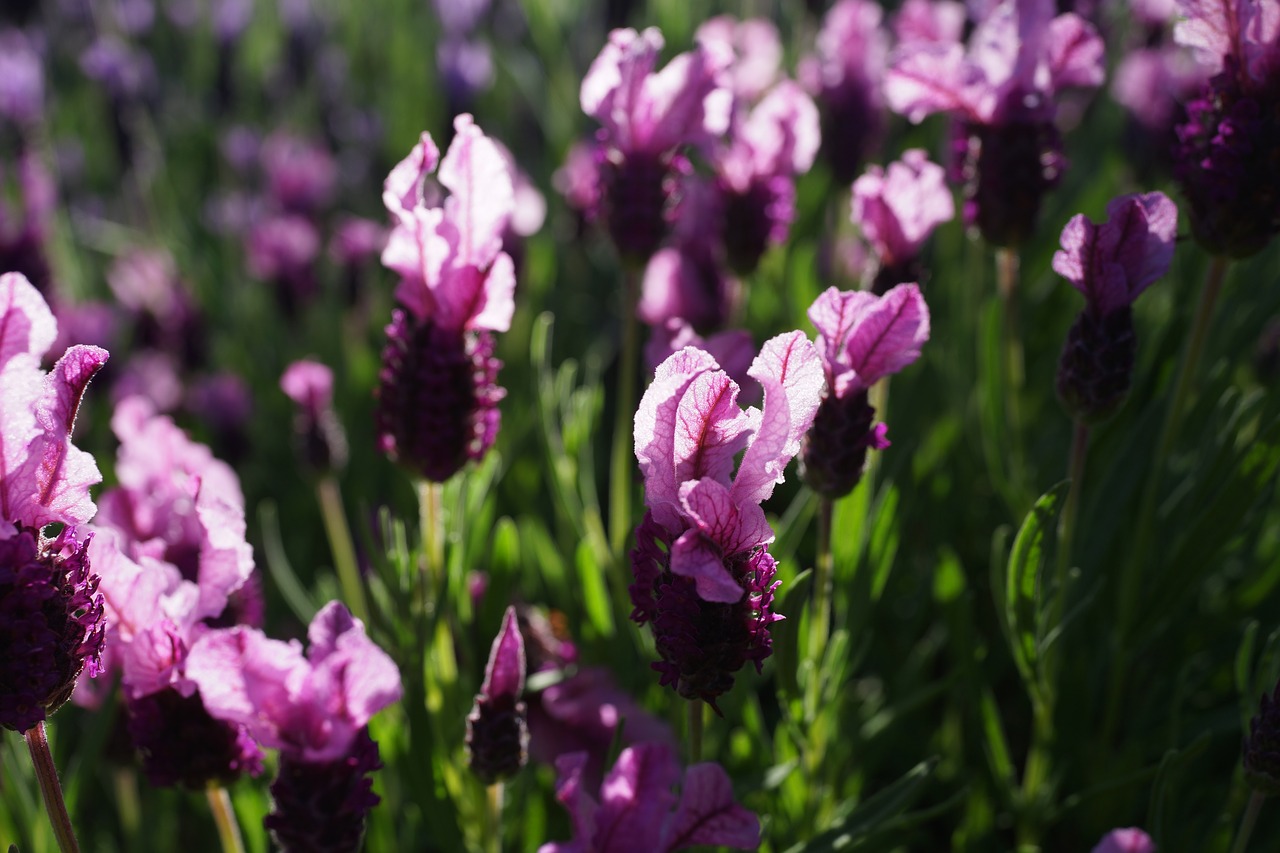 lavender garden field purple free photo