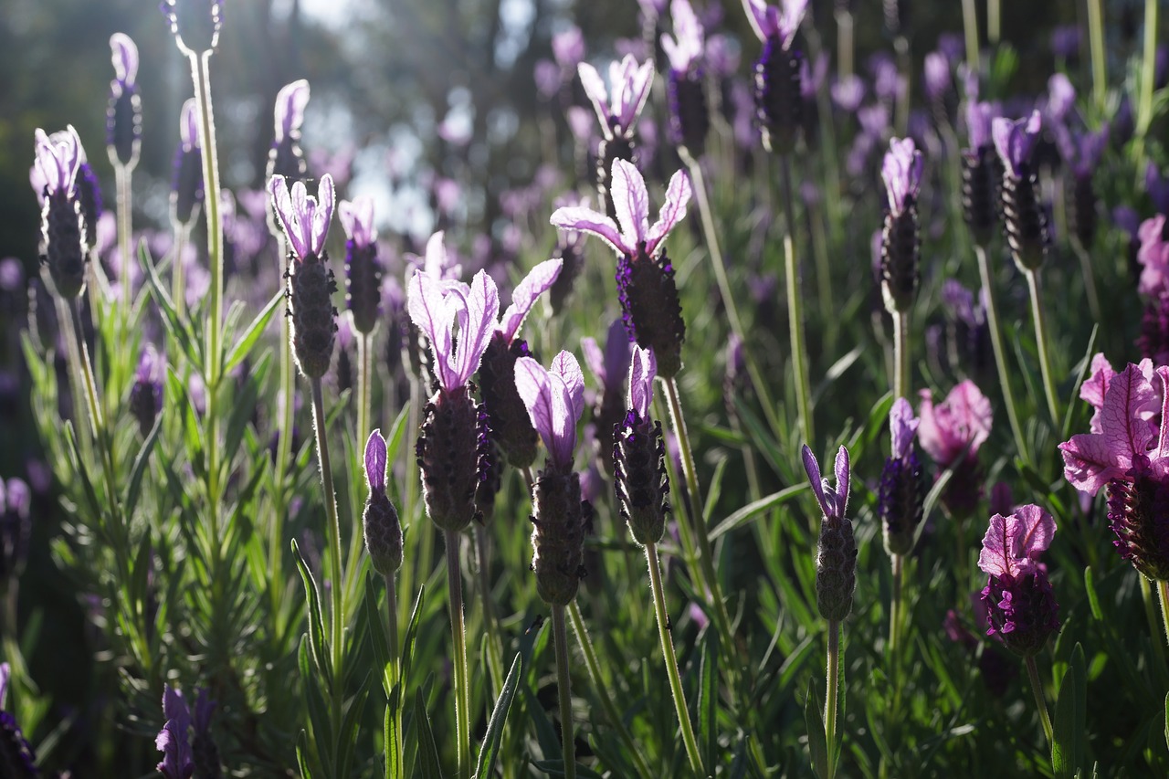 lavender garden field purple free photo