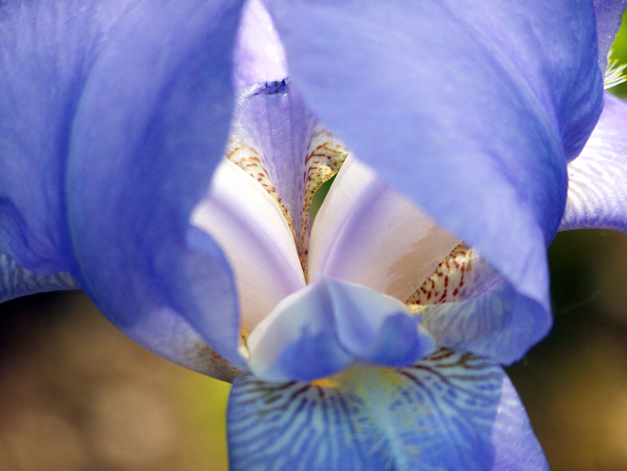 iris lavender flower free photo