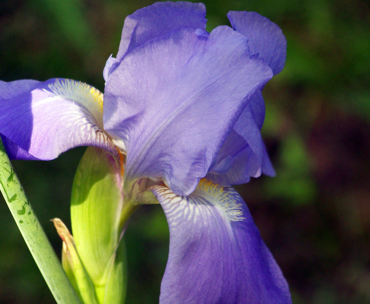 lavender iris flower free photo
